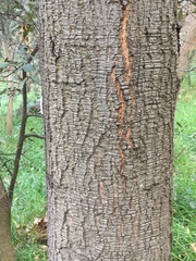 Quercus castanea