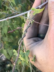 Gonolobus arizonicus