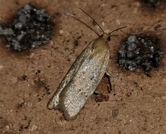 Clepsis divulsana
