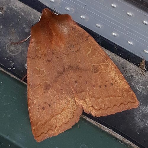 Sloping Sallow photo 2