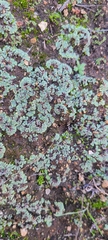 Riccia trichocarpa