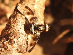 Dyscrasis hendeli