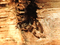 Dyscrasis hendeli