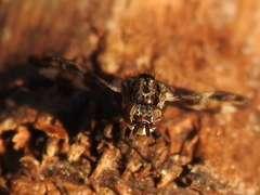 Dyscrasis hendeli