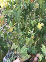 Gonolobus arizonicus