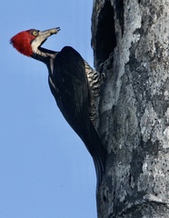 Campephilus melanoleucos