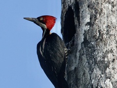 Campephilus melanoleucos