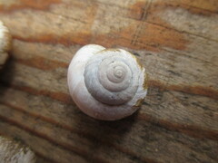 Oreohelix