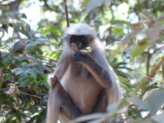 Semnopithecus hypoleucos