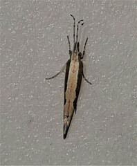 Plutella xylostella-australiana