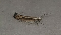 Plutella xylostella-australiana