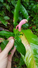 Centropogon cornutus