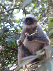Semnopithecus hypoleucos