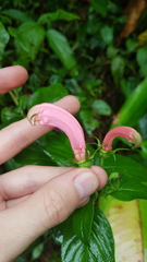 Centropogon cornutus