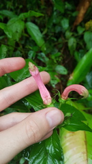 Centropogon cornutus