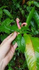 Centropogon cornutus