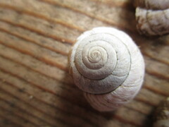 Oreohelix