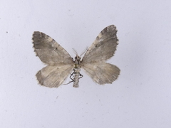 Asaphodes aegrota