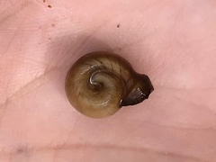 Planorbella campanulata