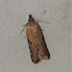 Constrictana constrictana