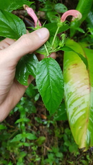 Centropogon cornutus