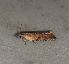 Constrictana constrictana