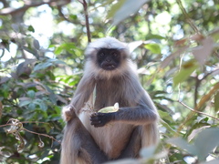 Semnopithecus hypoleucos