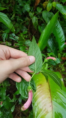 Centropogon cornutus