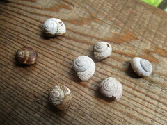 Oreohelix