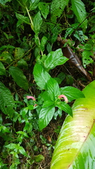 Centropogon cornutus