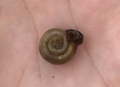 Planorbella campanulata