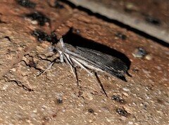 Tathorhynchus fallax