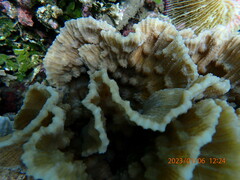 Mycedium elephantotus