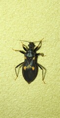 Horcinia distincta