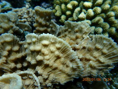 Mycedium elephantotus