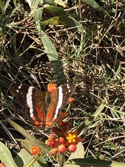 Anartia fatima colima