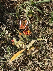 Anartia fatima colima