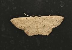 Cyclophora turneri