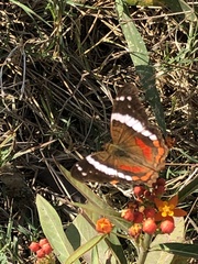 Anartia fatima colima