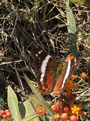 Anartia fatima colima