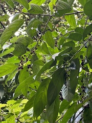 Rhamnus formosana