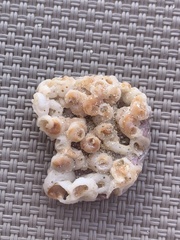 Thylacodes arenarius