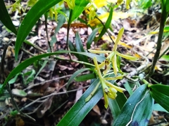 Epidendrum propinquum