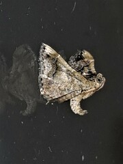 Scenedra decoratalis