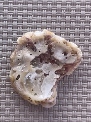 Thylacodes arenarius