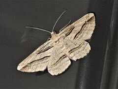 Syneora lithina