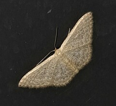 Scopula optivata