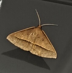 Epidesmia chilonaria