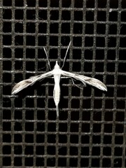 Platyptilia celidotus