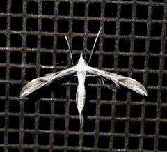Platyptilia celidotus
